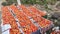 Tomato ðŸ… Cultivation in Odisha, India ðŸ‡®ðŸ‡³